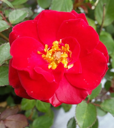 Rose Sunrosa™ Red